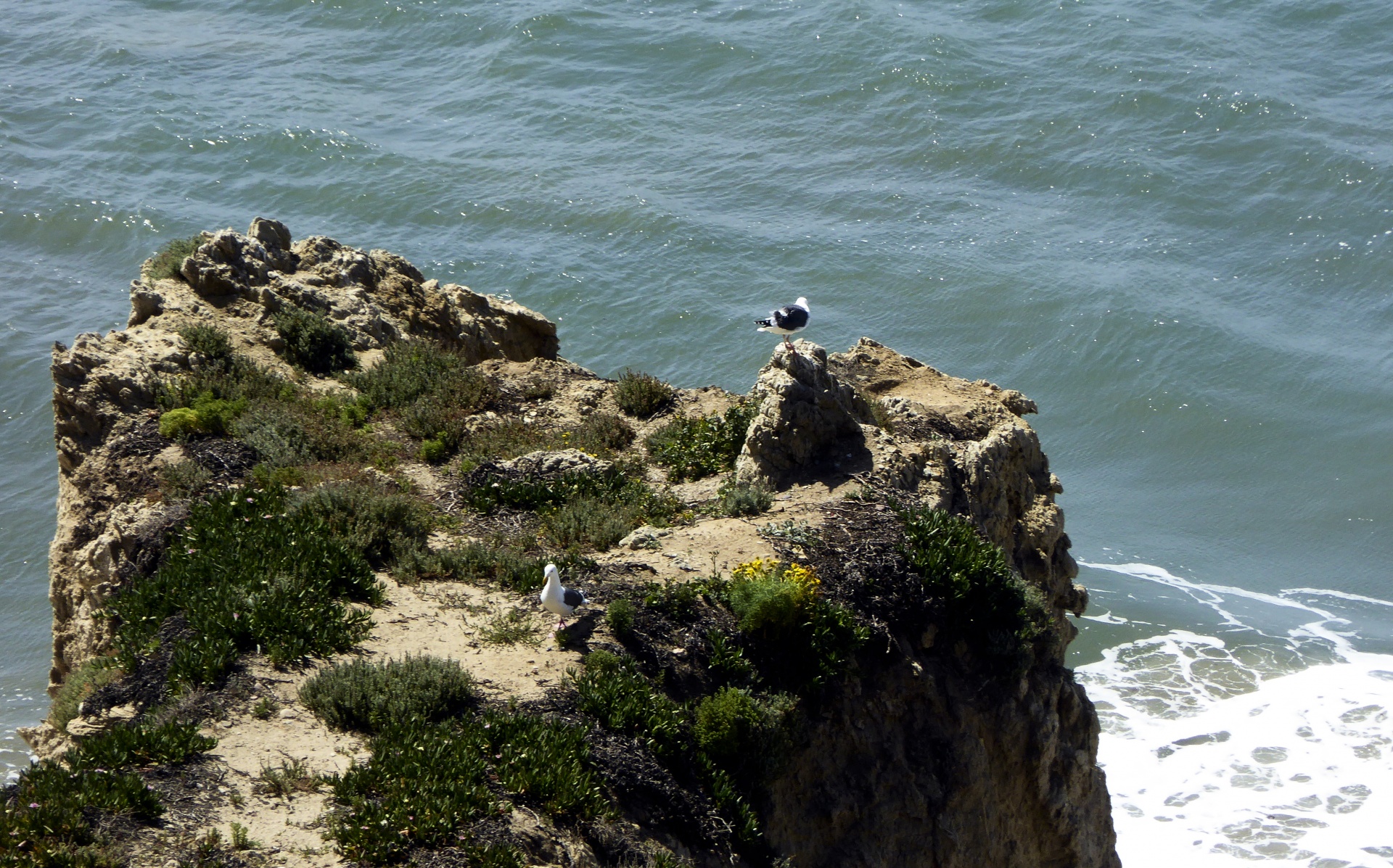 海鸥在大洋岩石