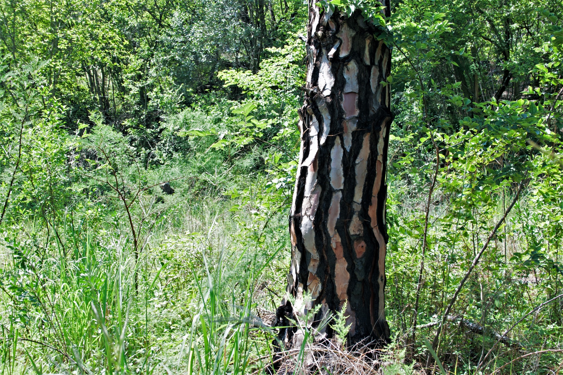 Segmenterad bark