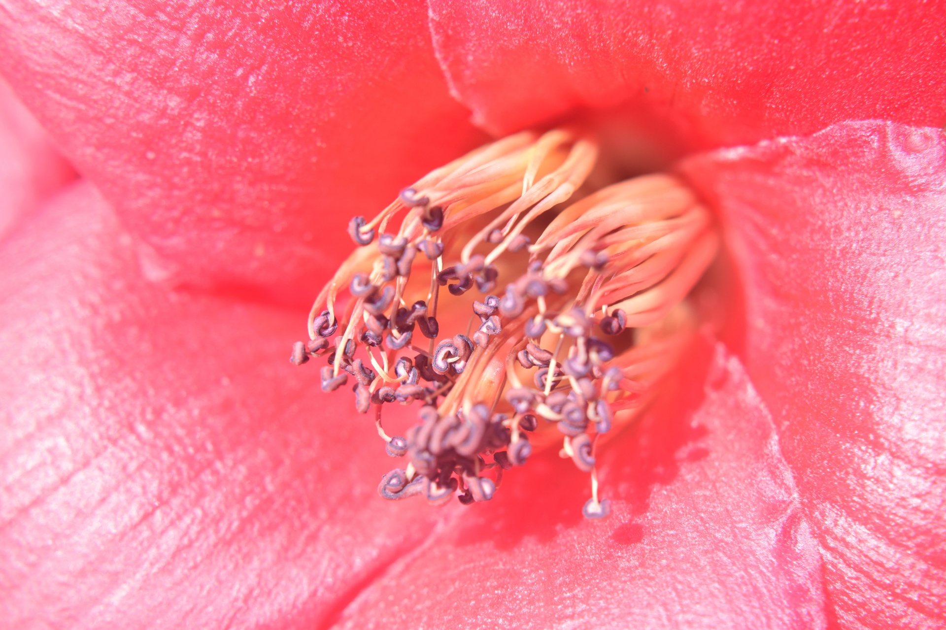 Flor de algodão de seda 1