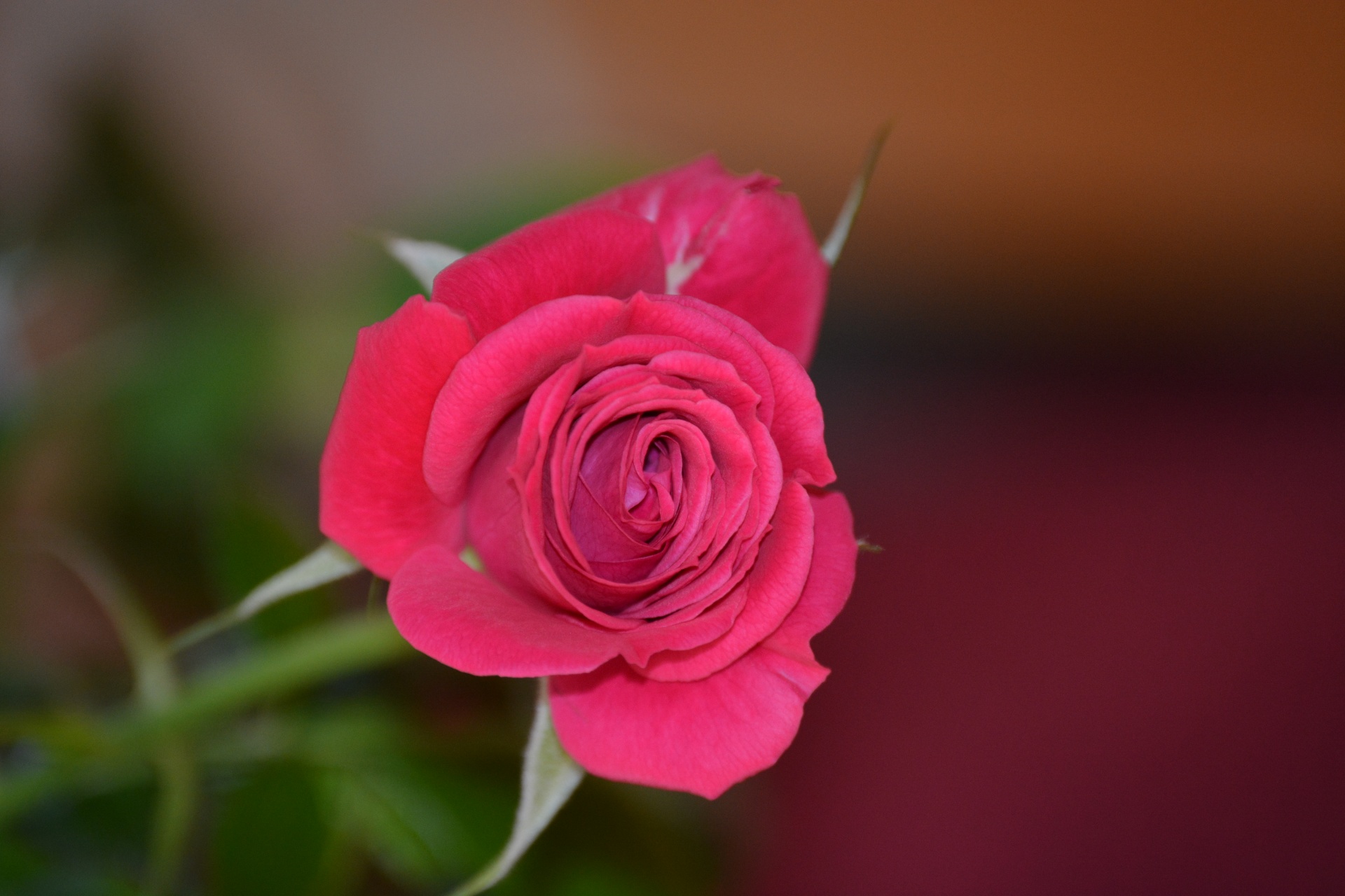 Single Red Rose фото