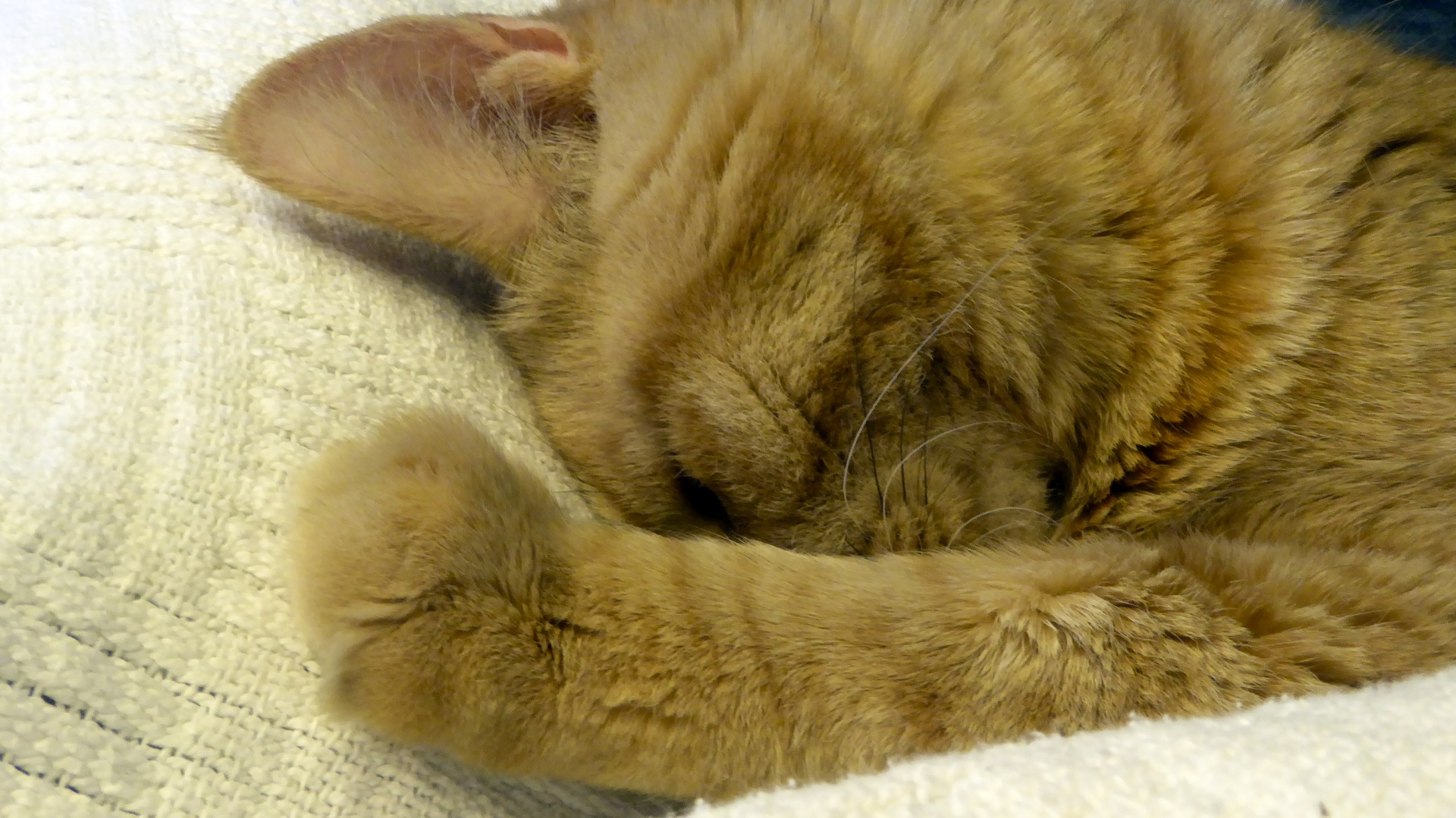 睡姜姜虎猫