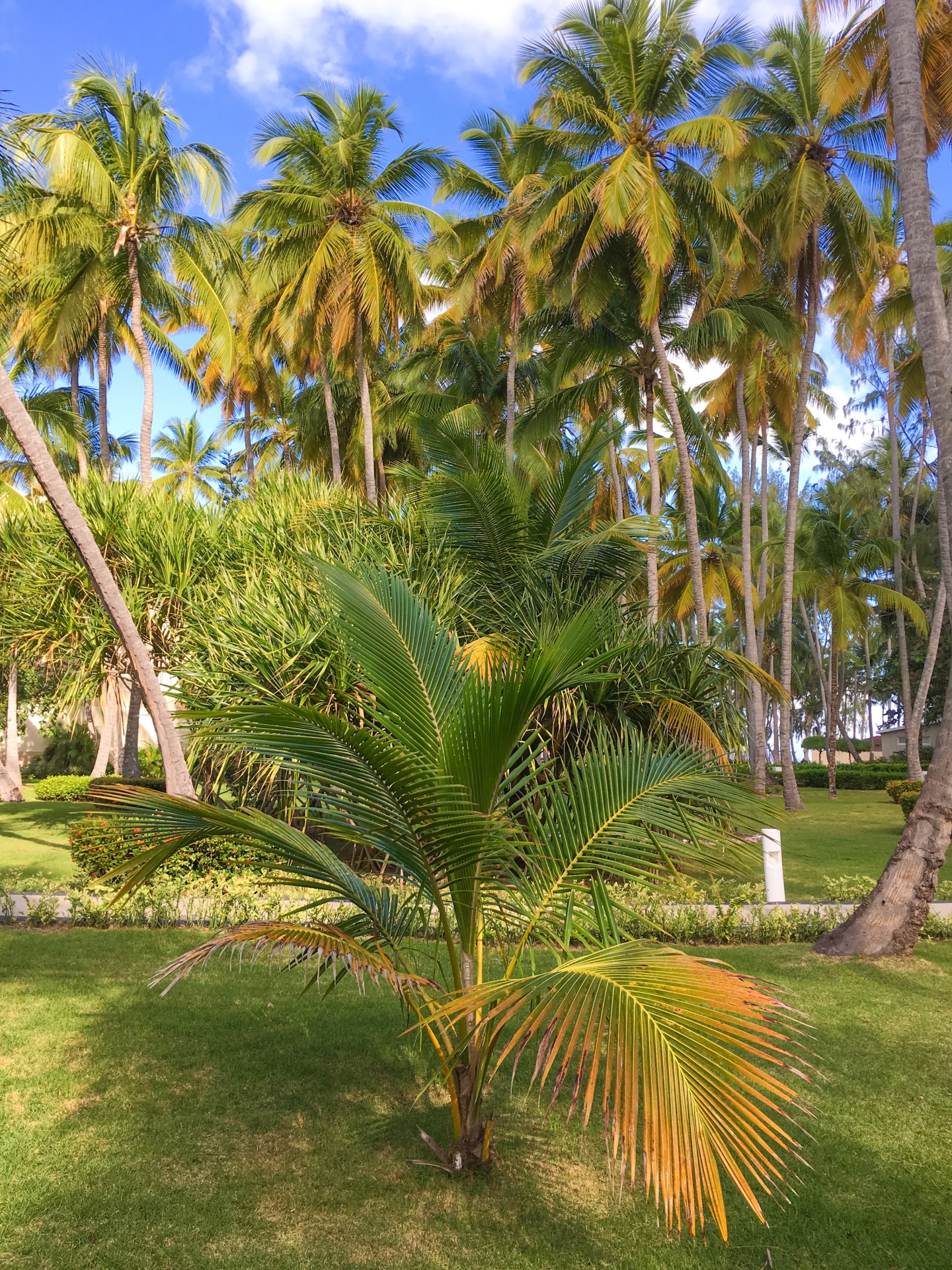 Piccolo albero di palma