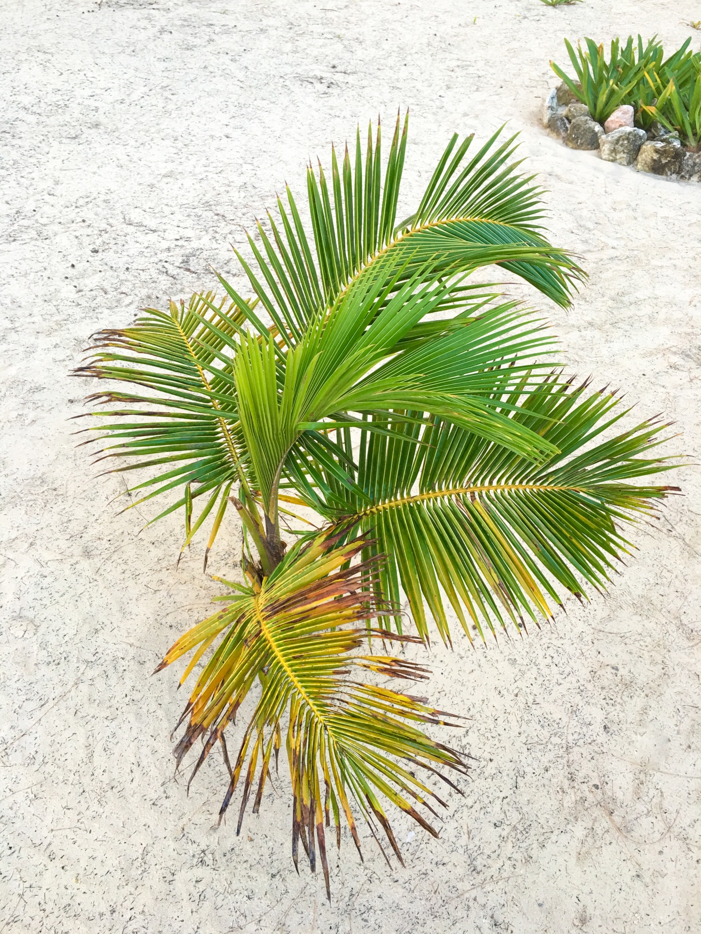 小棕榈树