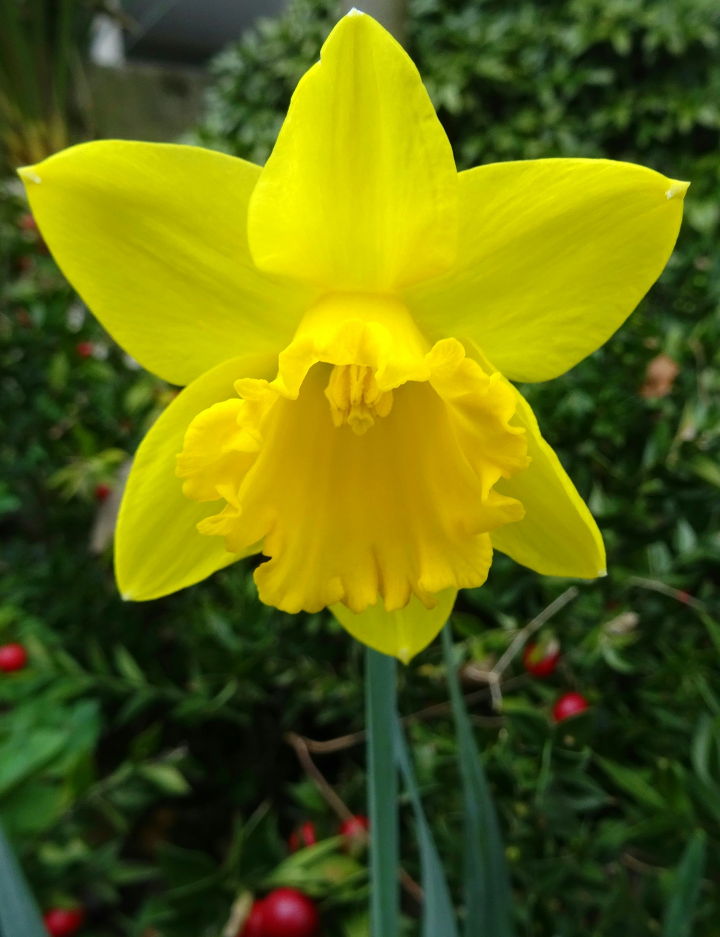 Spring Daffodil Flower