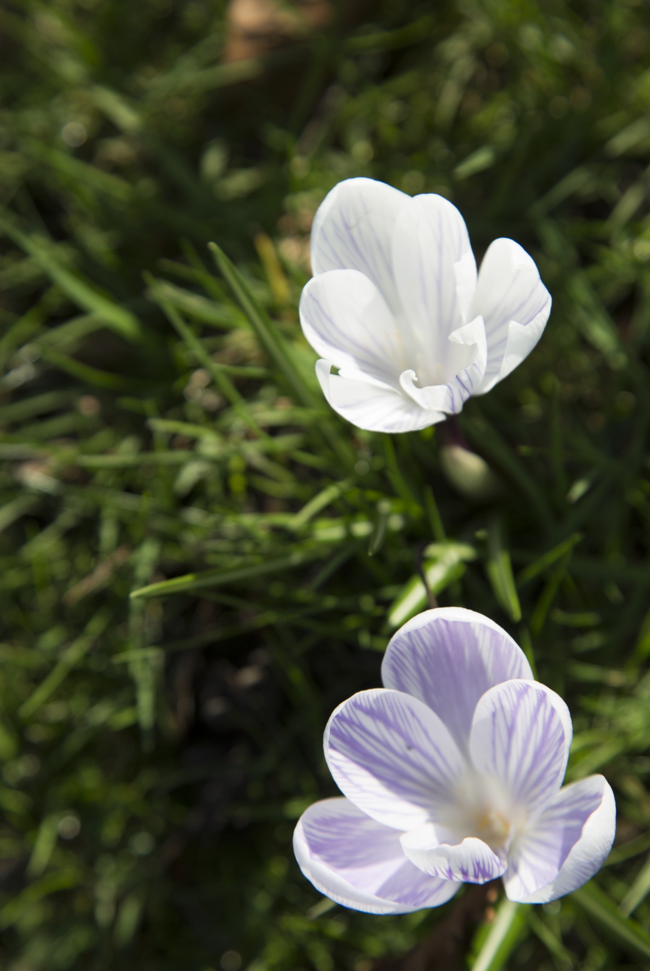 Spring Flower, crocus
