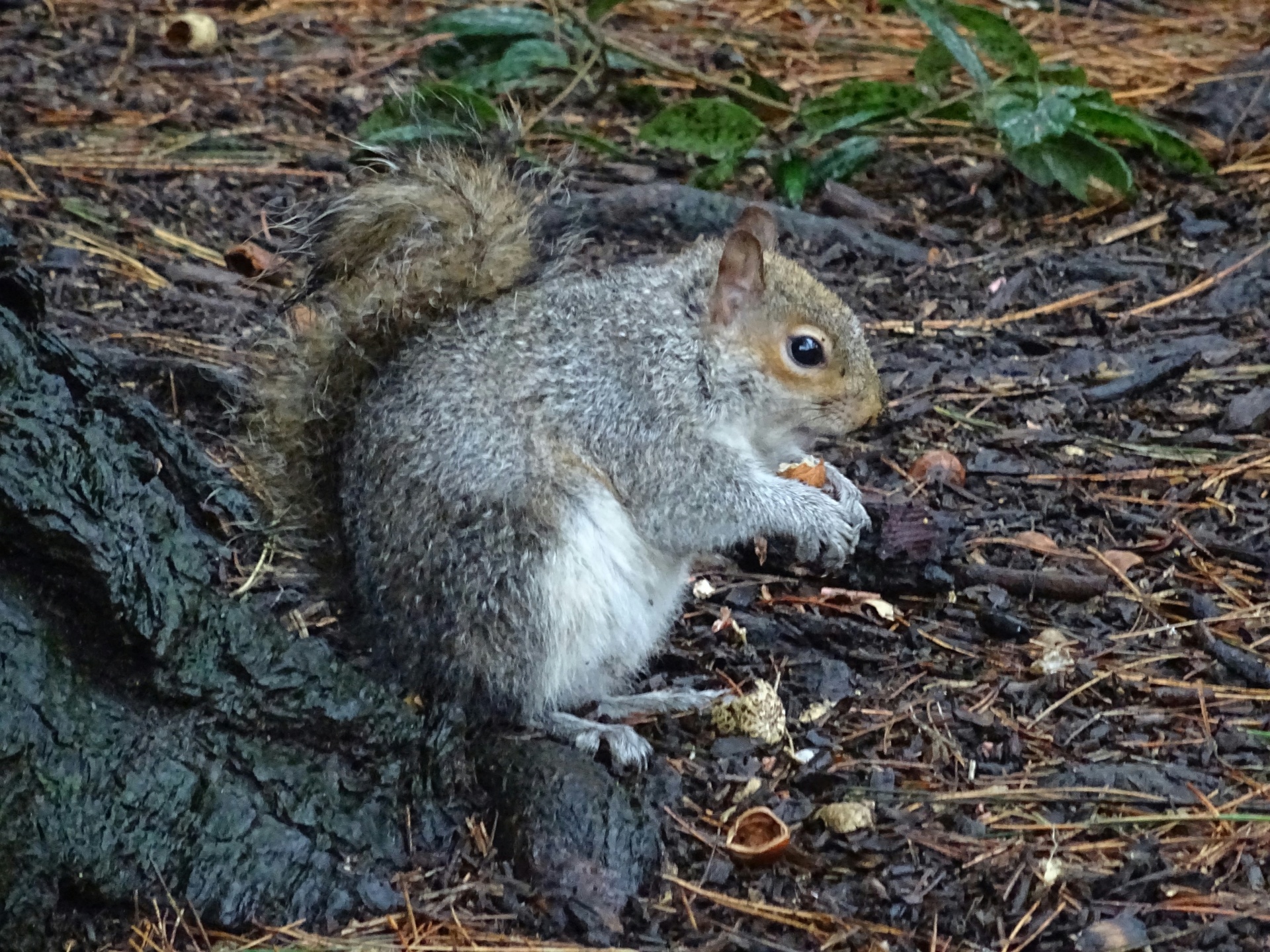 Squirrel alimentazione
