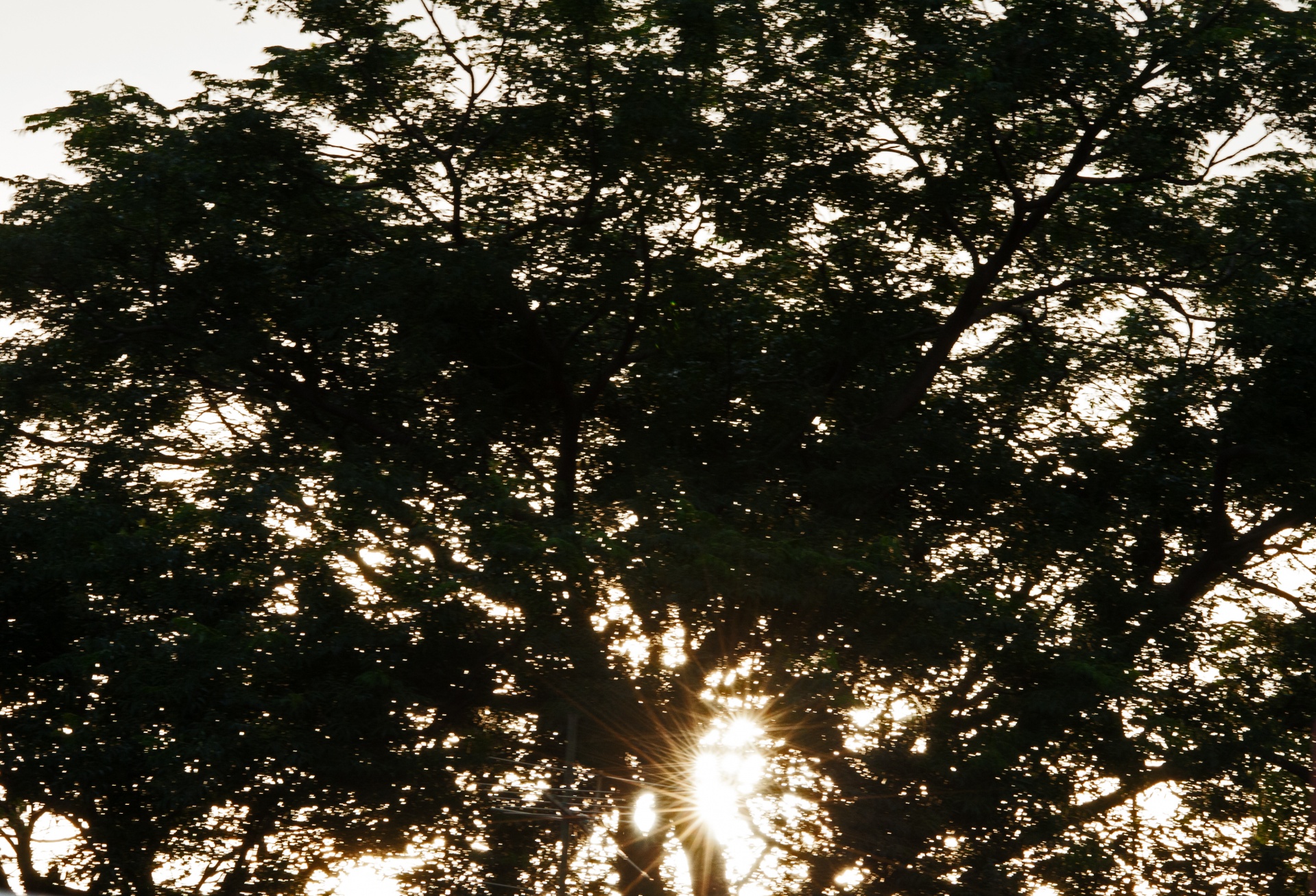 Sole attraverso i rami degli alberi