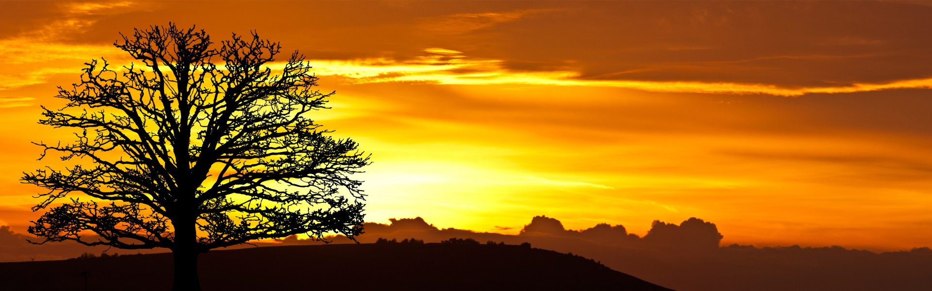 Silhueta da árvore do nascer do sol