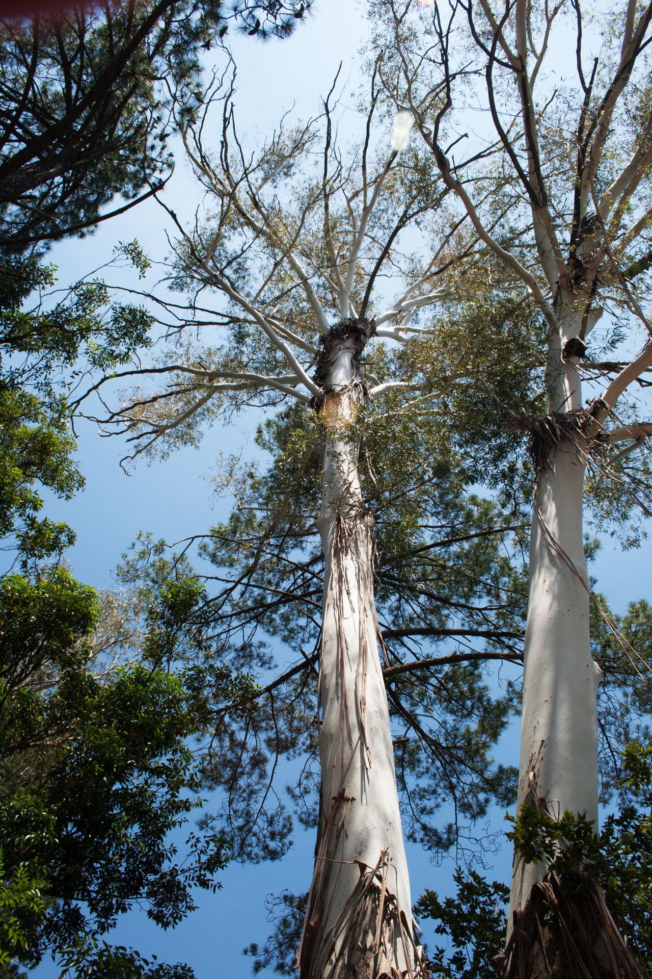Tall Blue Gum Trees In Sunlight