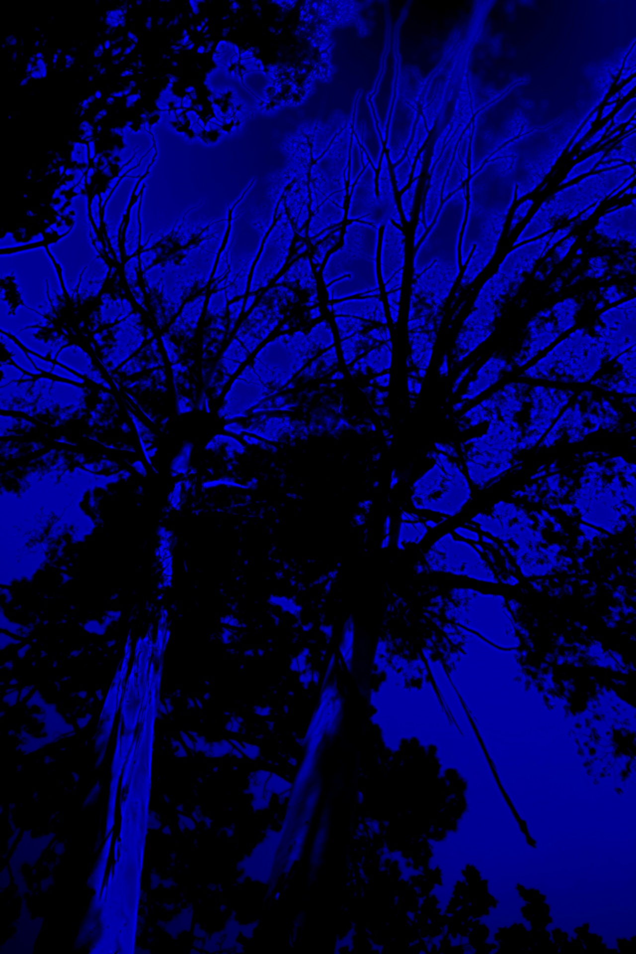 对蓝色背景高大的树木