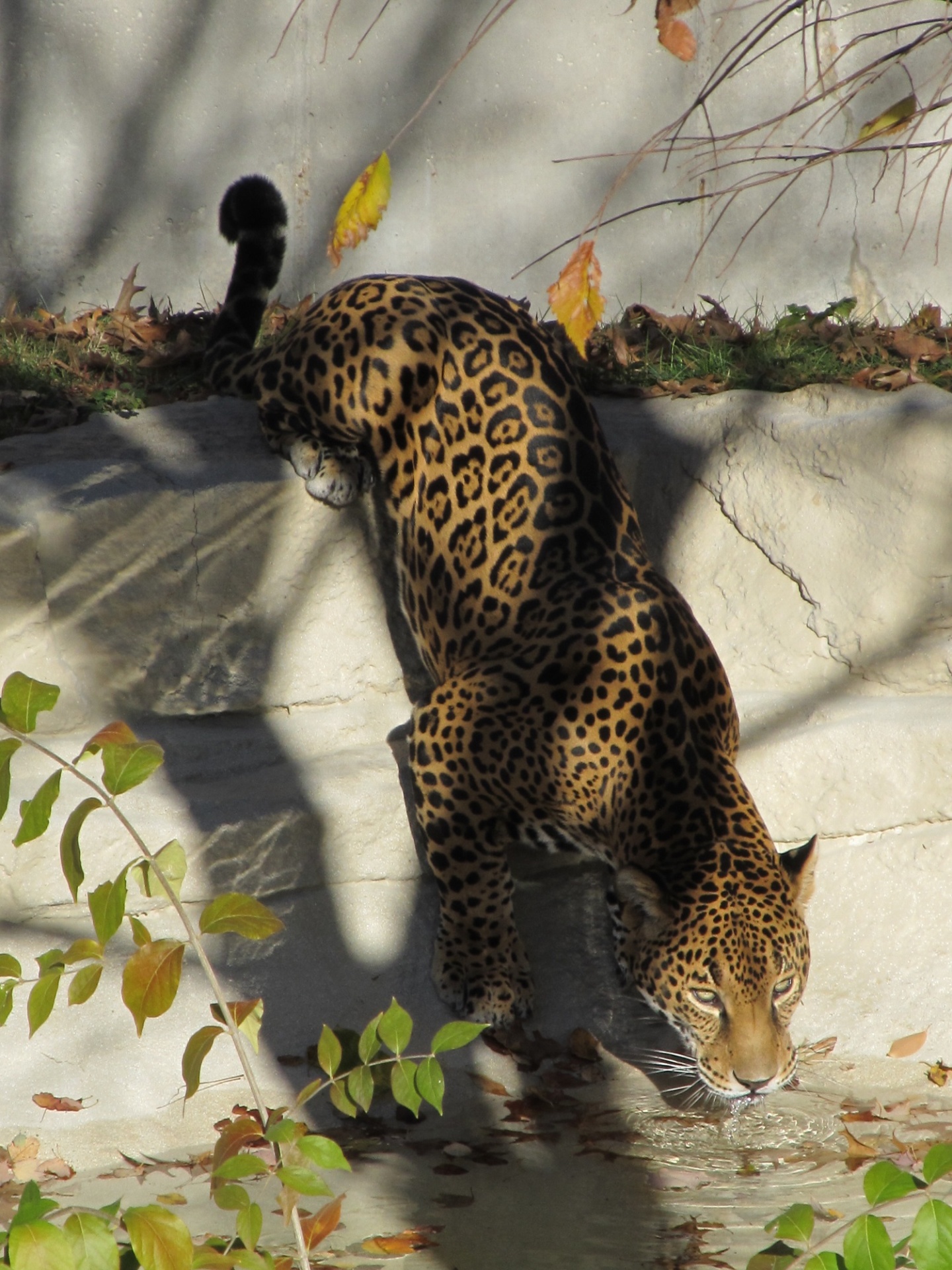 Sedento Jaguar