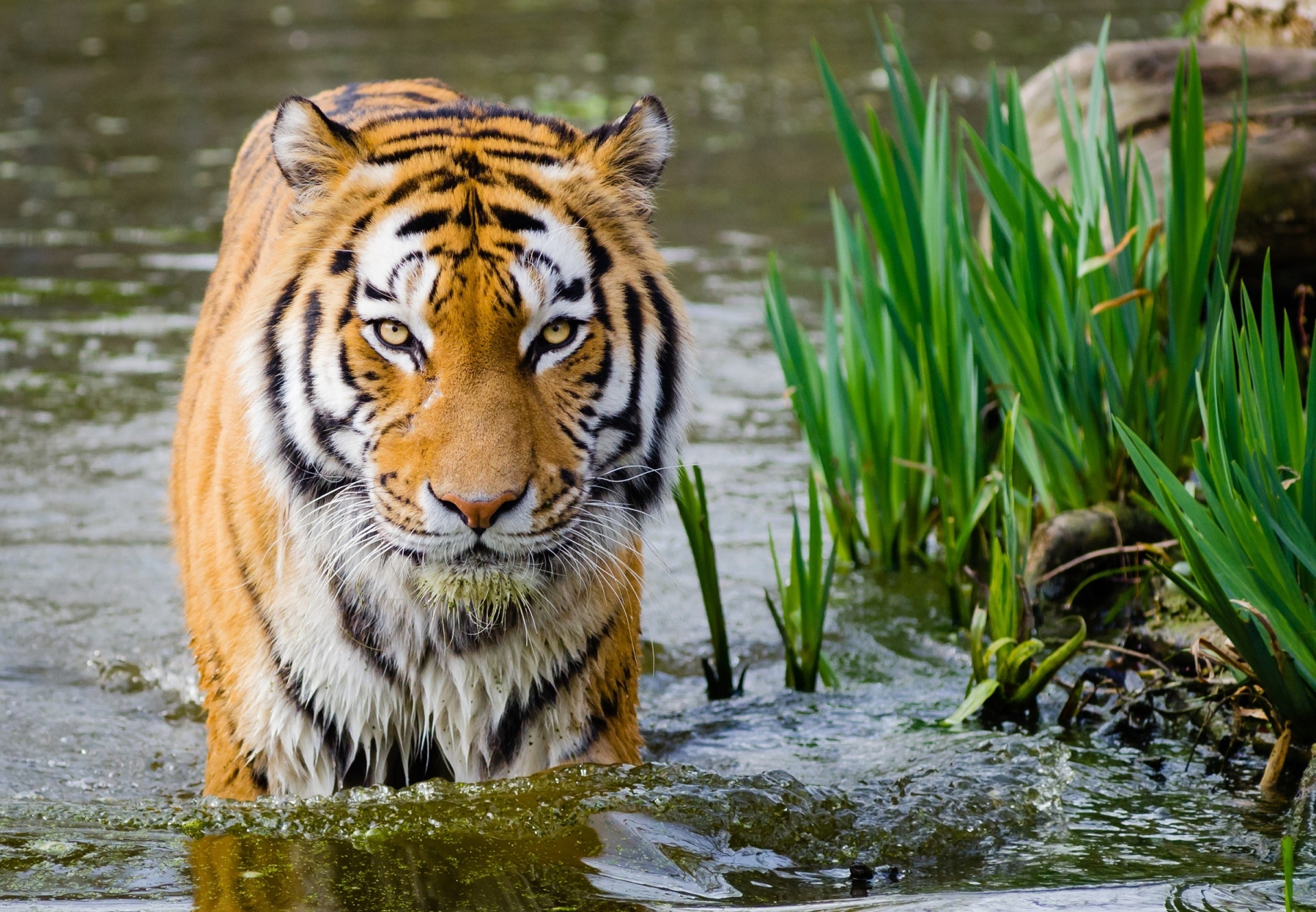 Tigre na água
