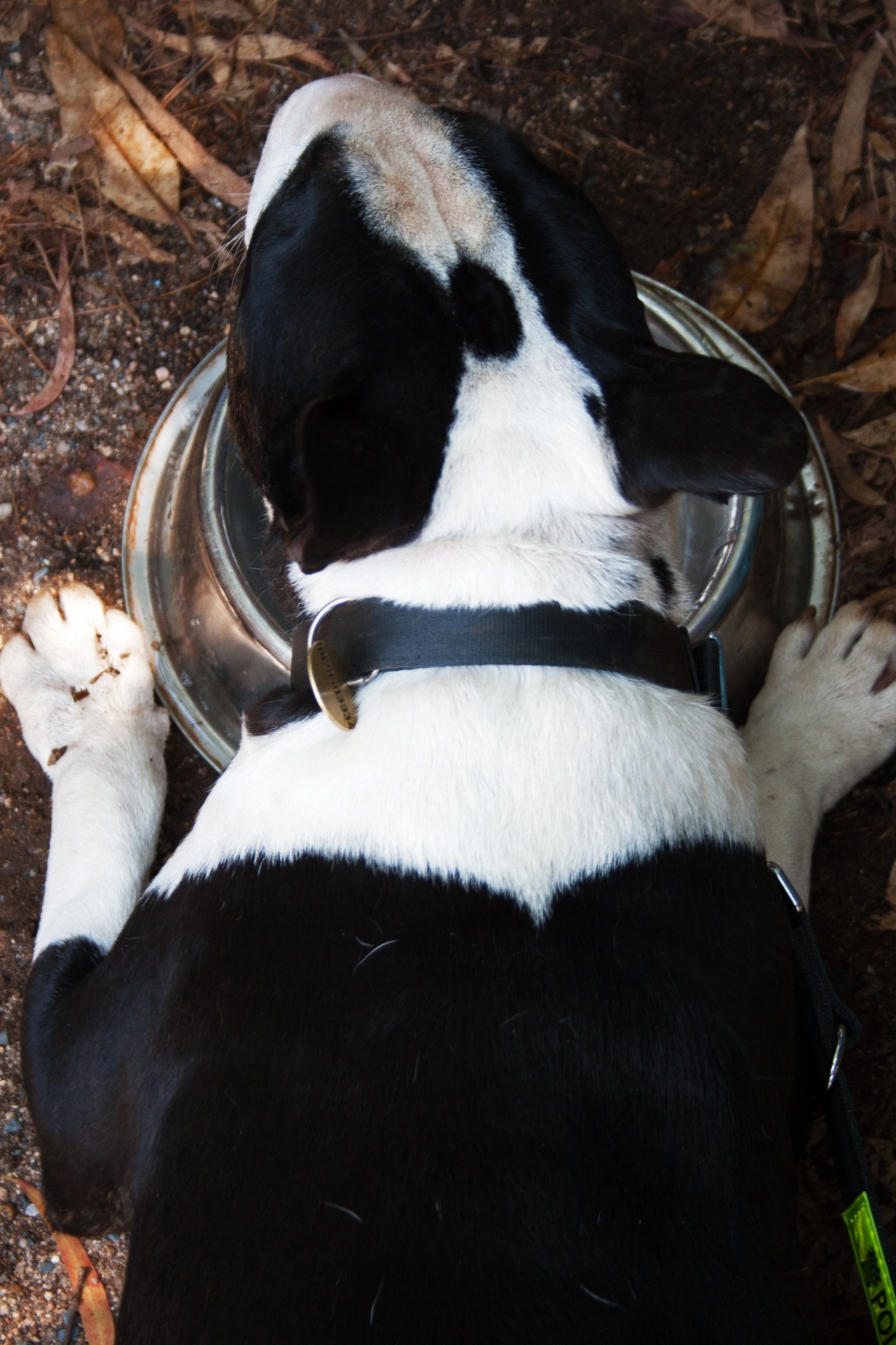 累了的狗碗水