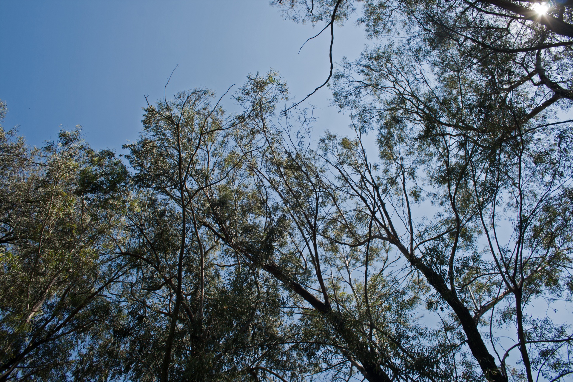 Cime degli alberi contro il cielo blu
