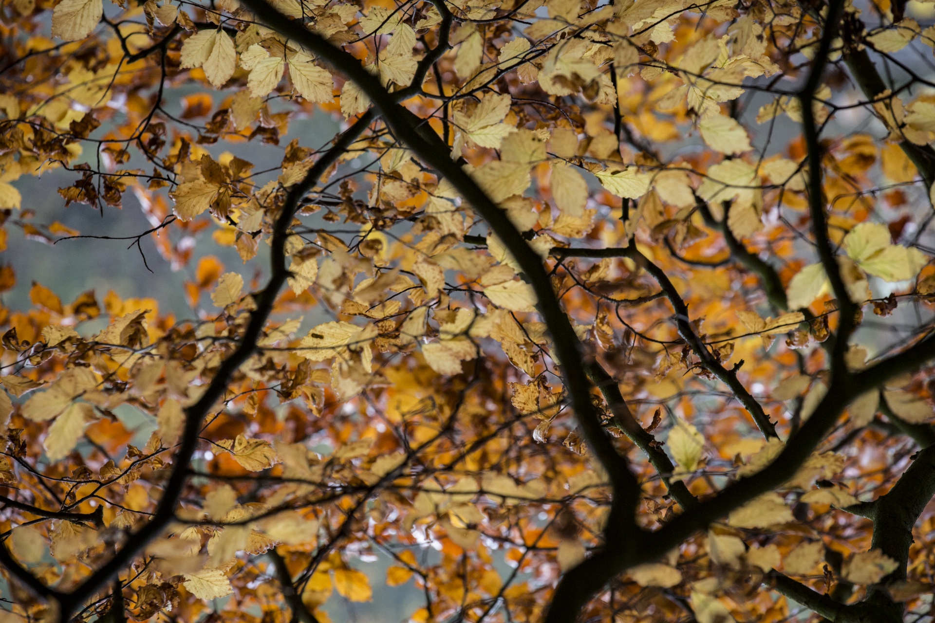 Rami albero con foglie