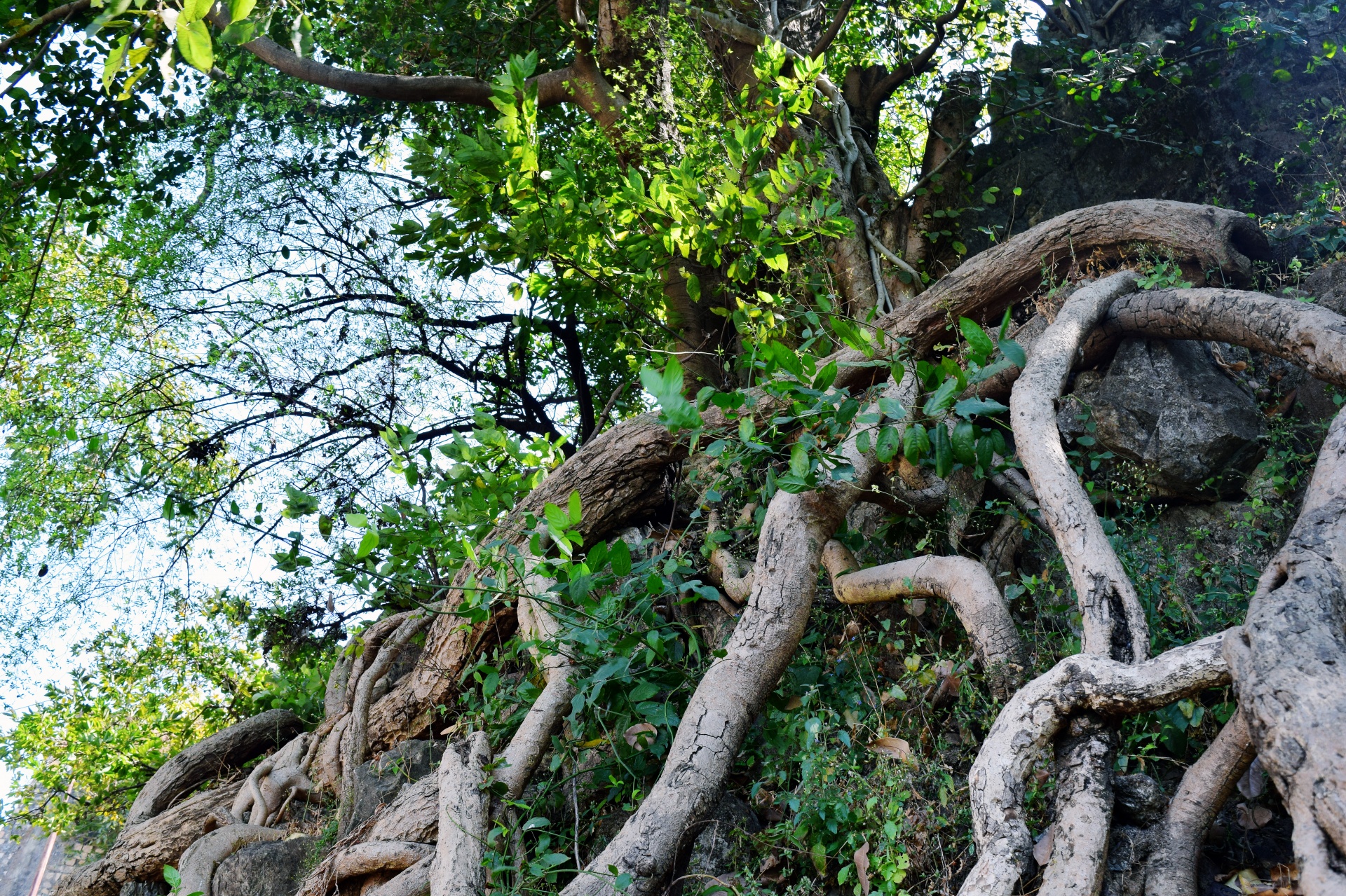 Les racines des arbres 3