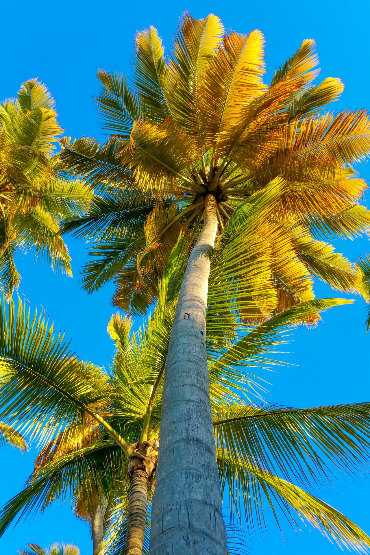 Тропические деревья пальмы