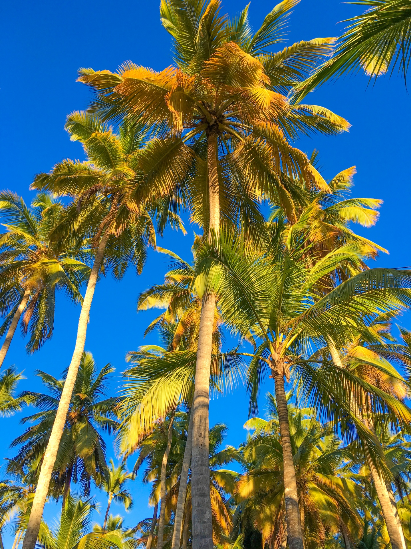 Тропические деревья пальмы