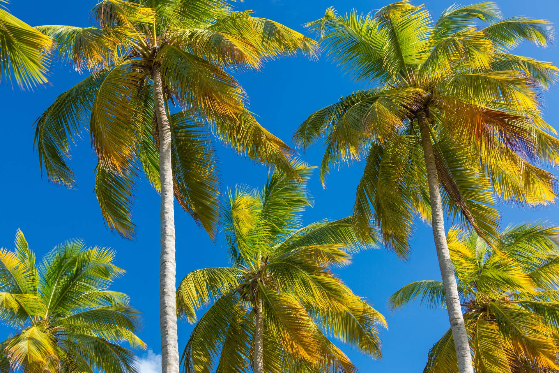 Palme tropicali