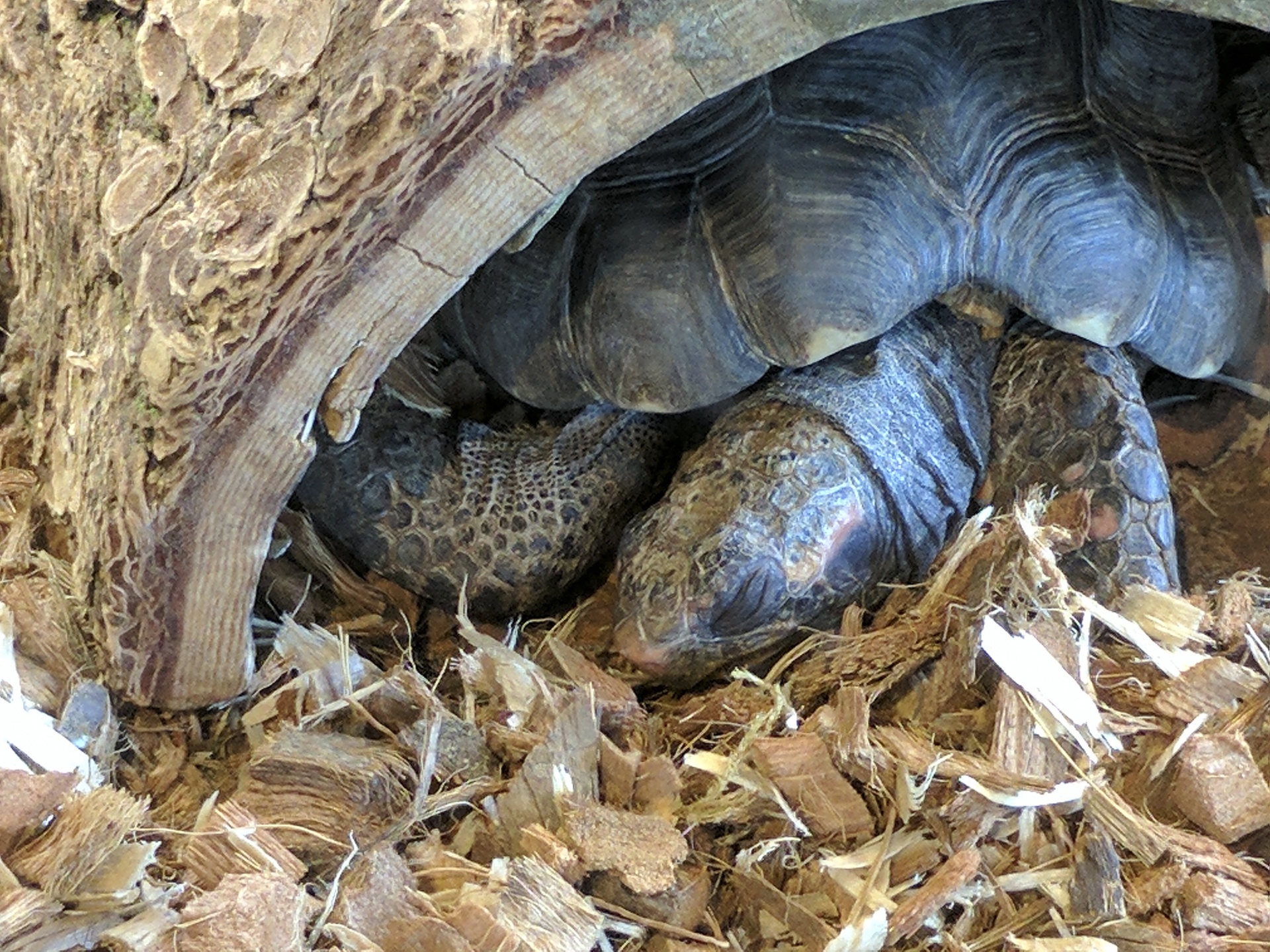 乌龟睡觉