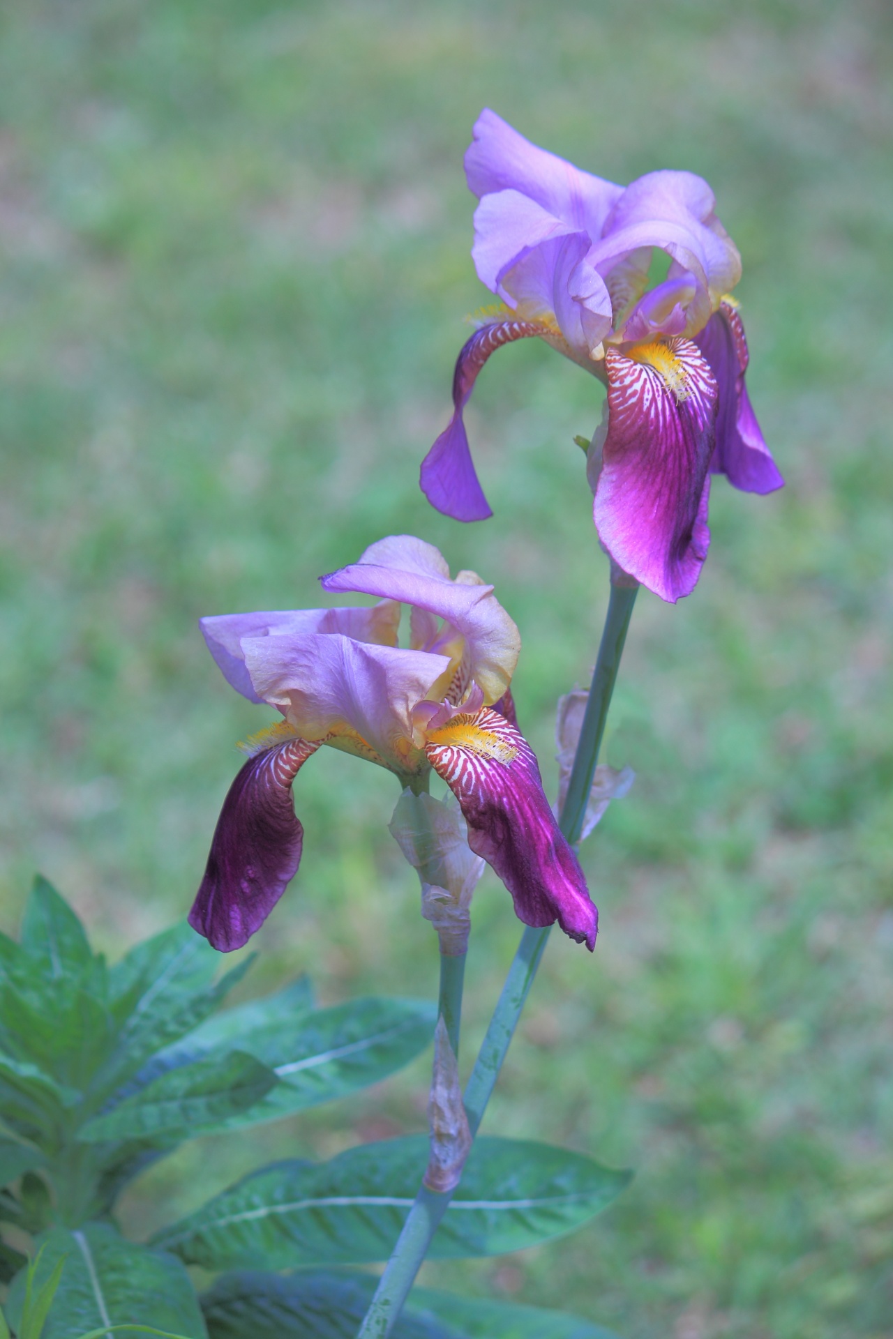 两个紫色鸢尾花