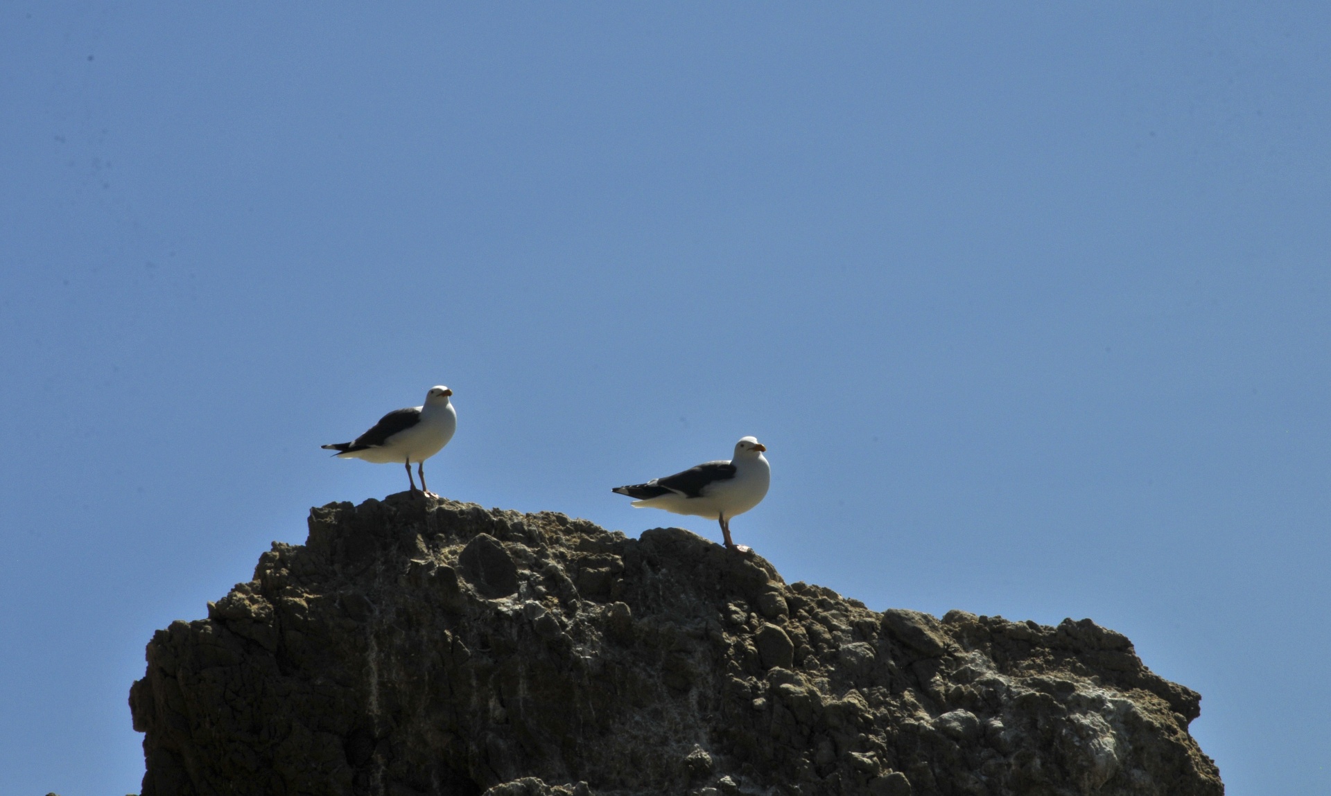 两只海鸥在岩石上