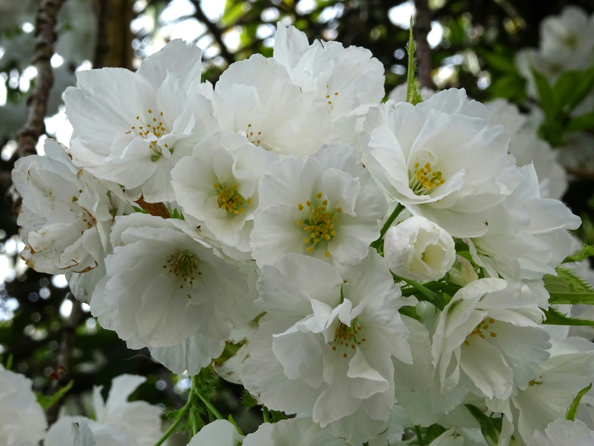白樱花花蕾