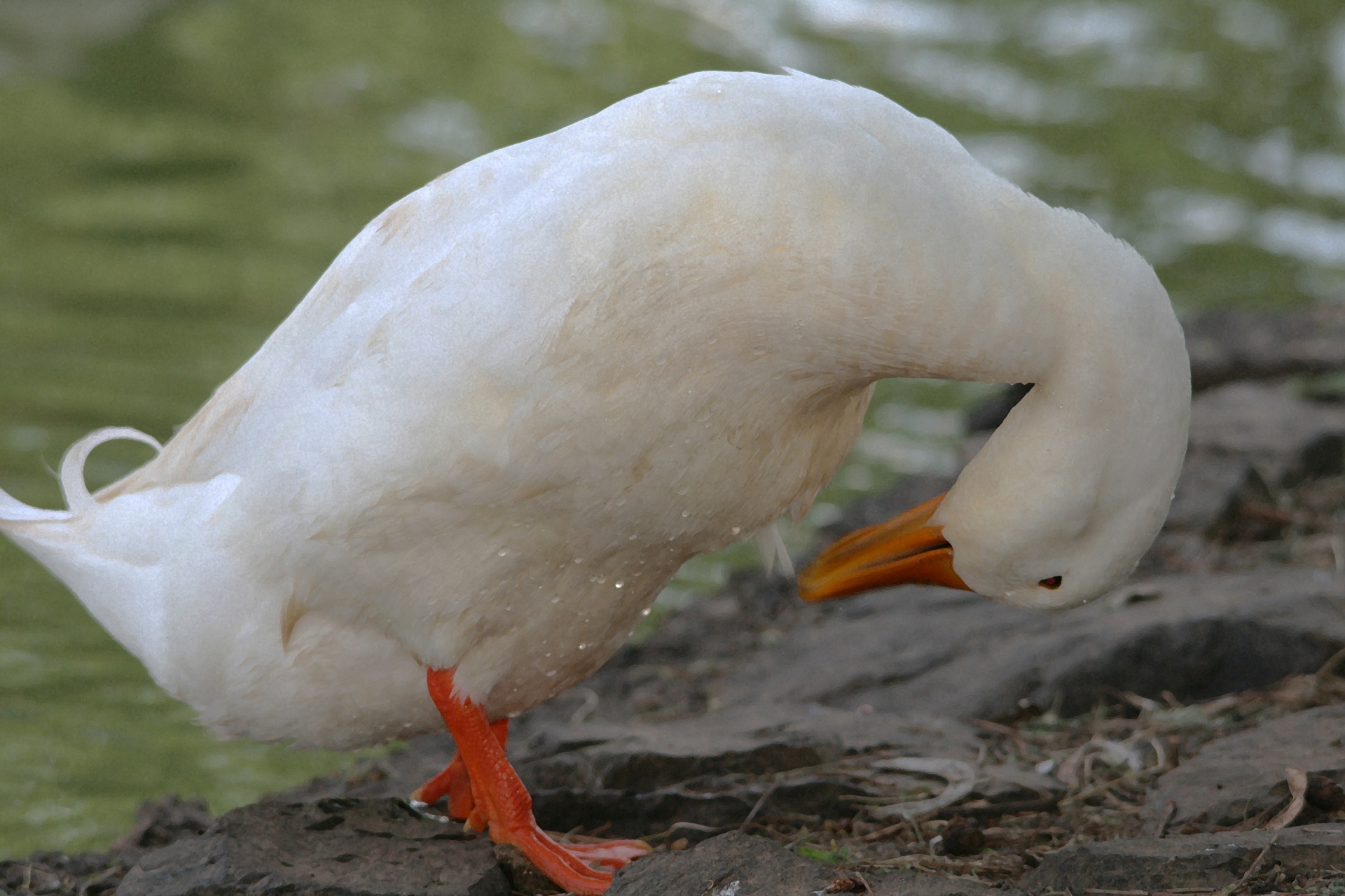 白鸭水珠