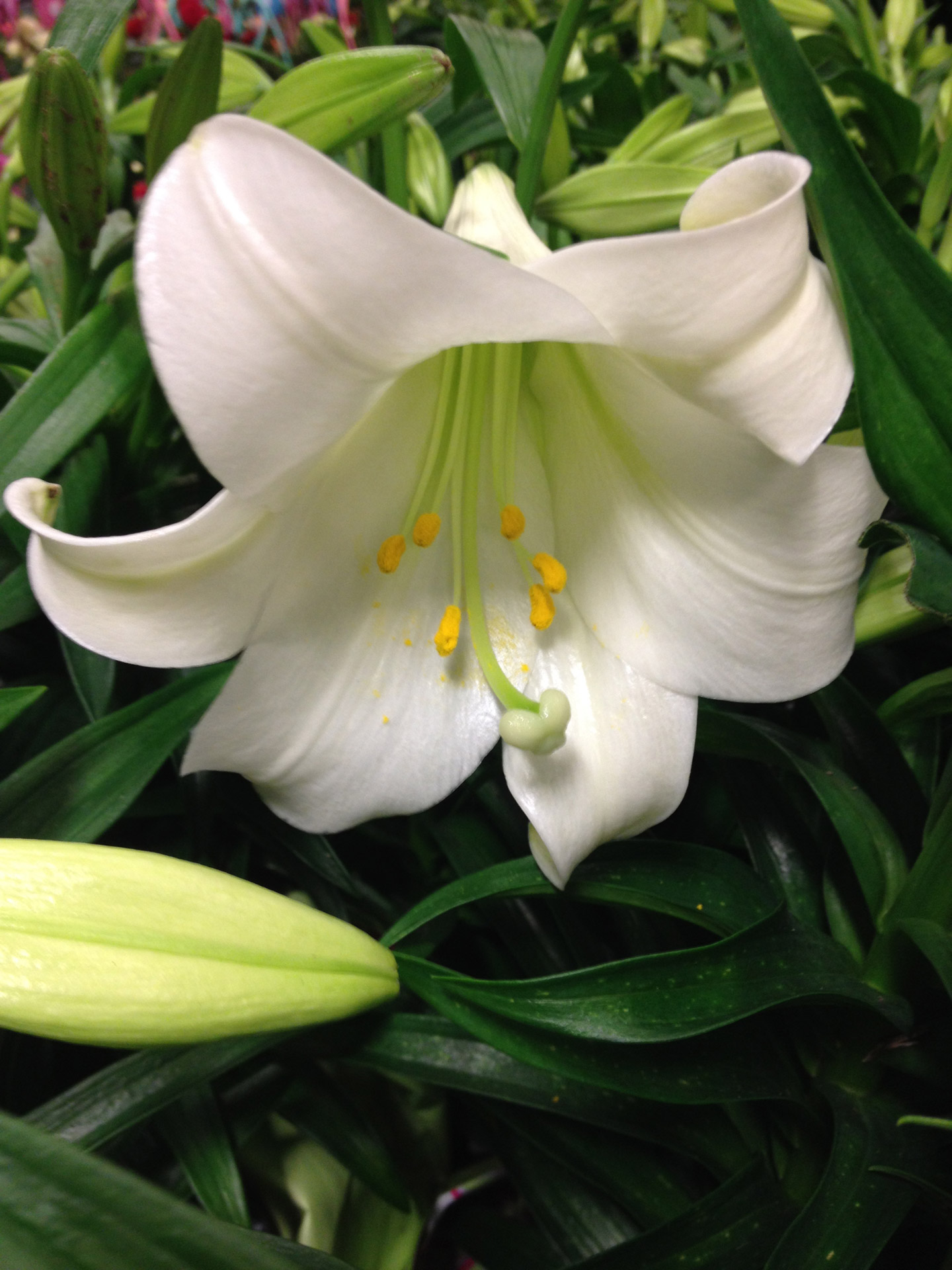 Fehér Easter Lily