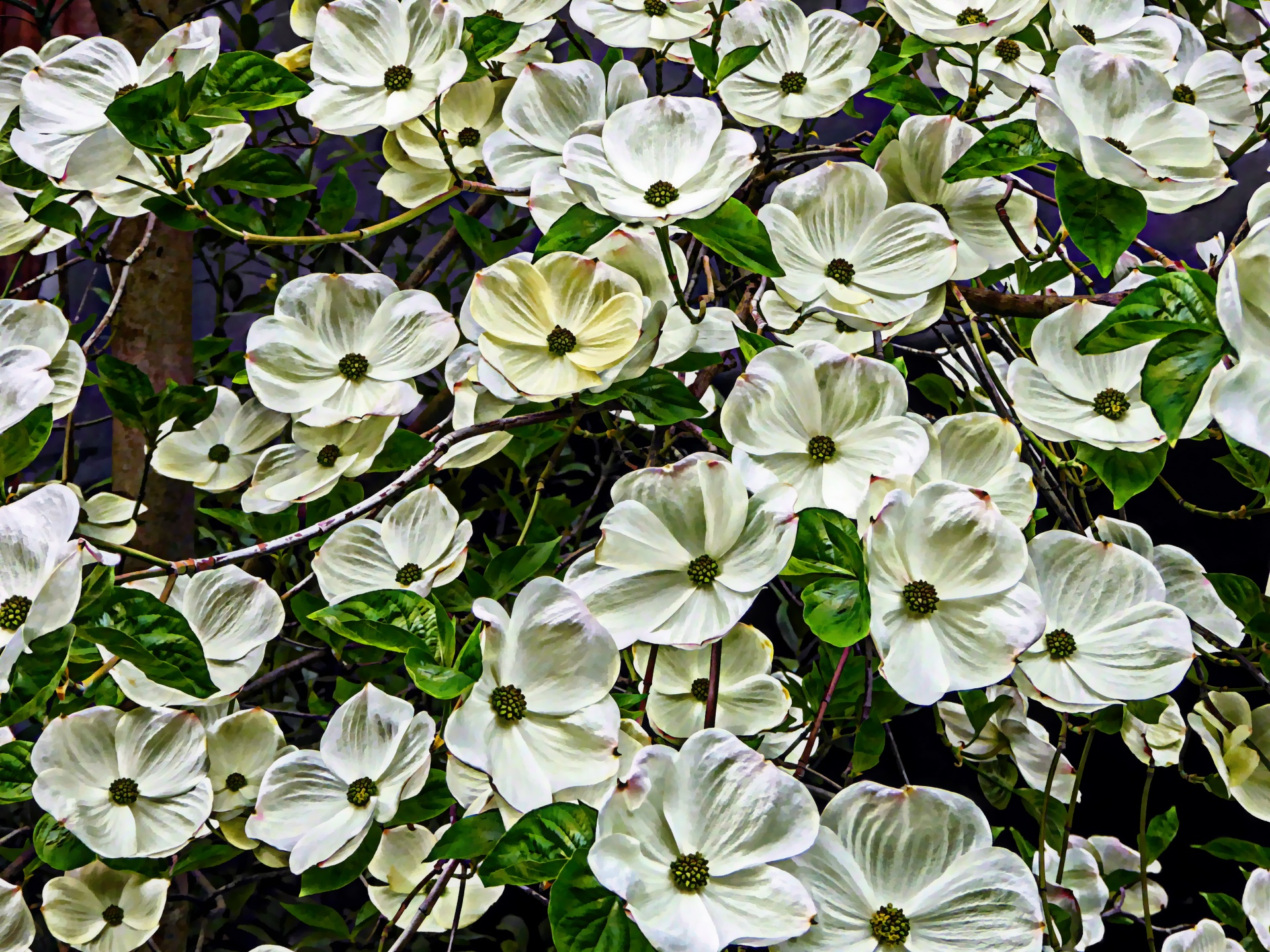 Sfondo bianco floreale