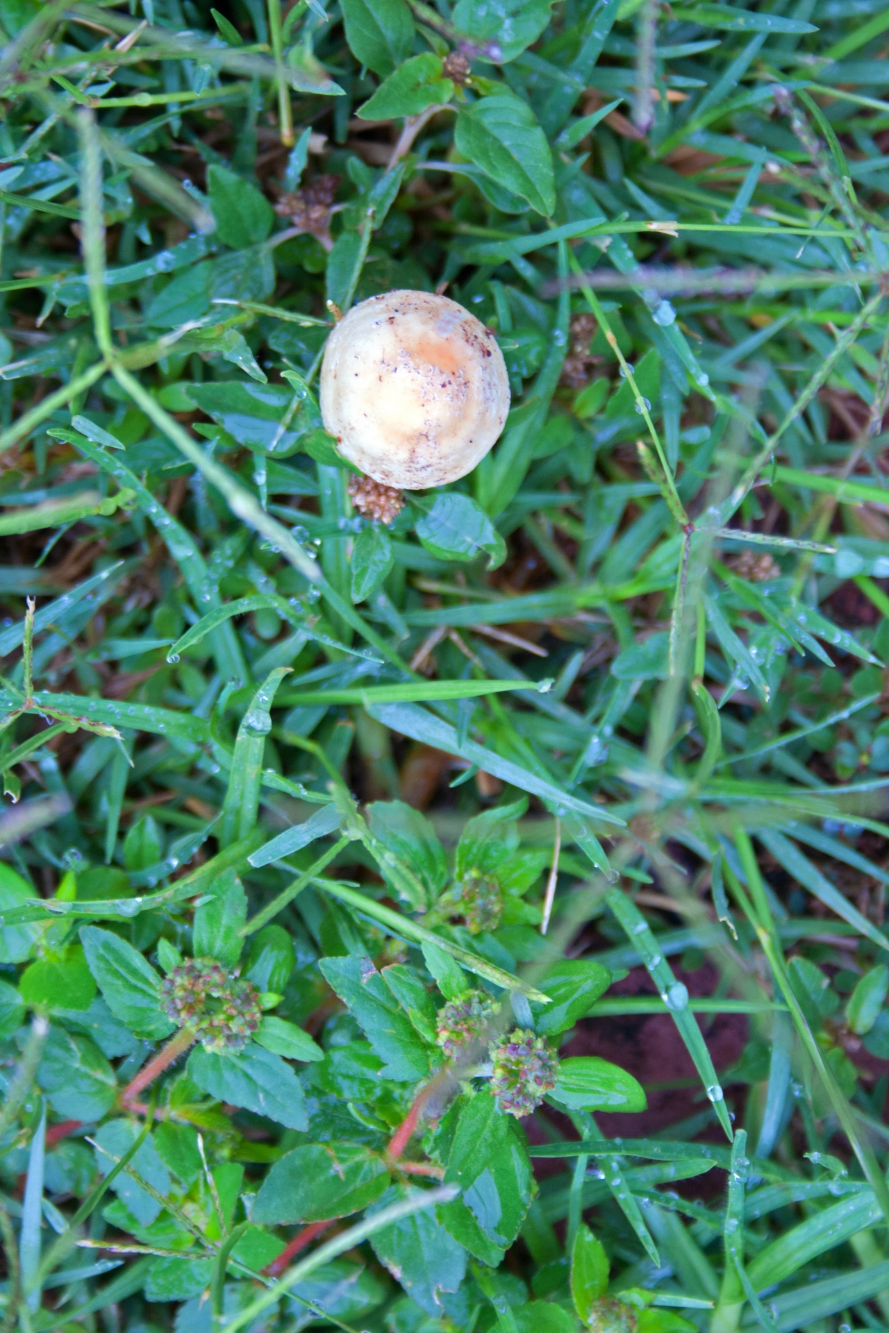 草坪上的白蘑菇萌