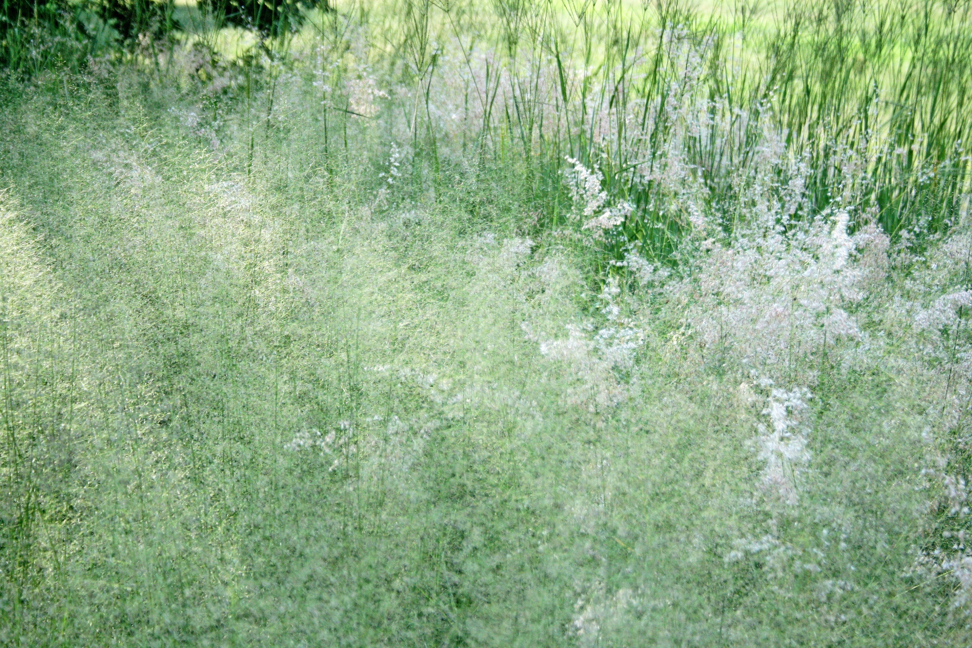 Ciuffi bianchi su erba verde