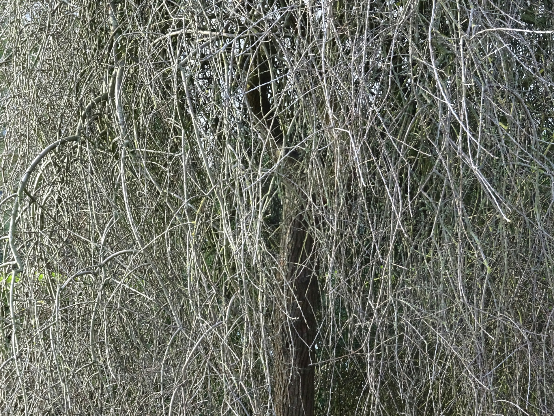 冬季树枝背景
