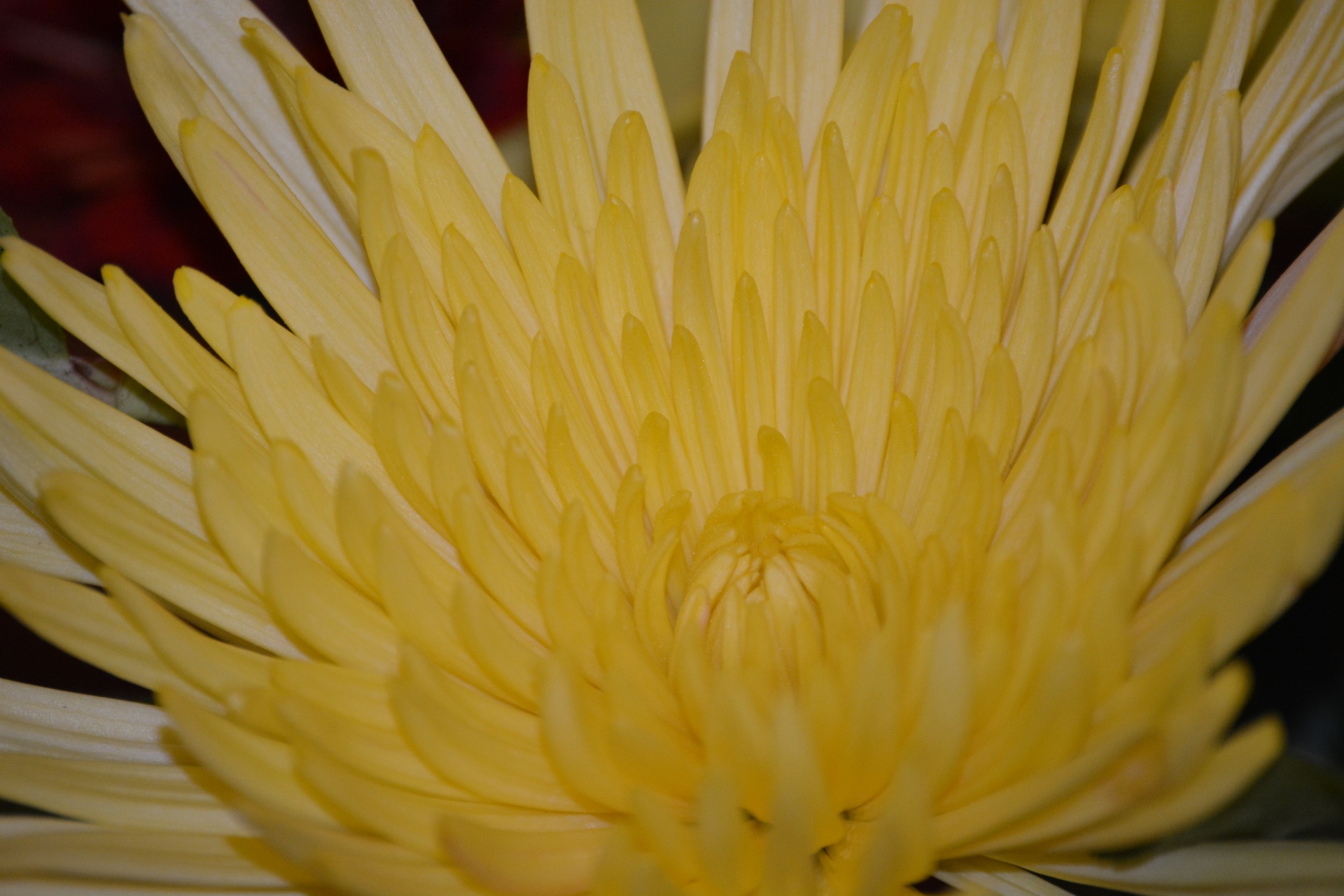 Sárga virág közelről