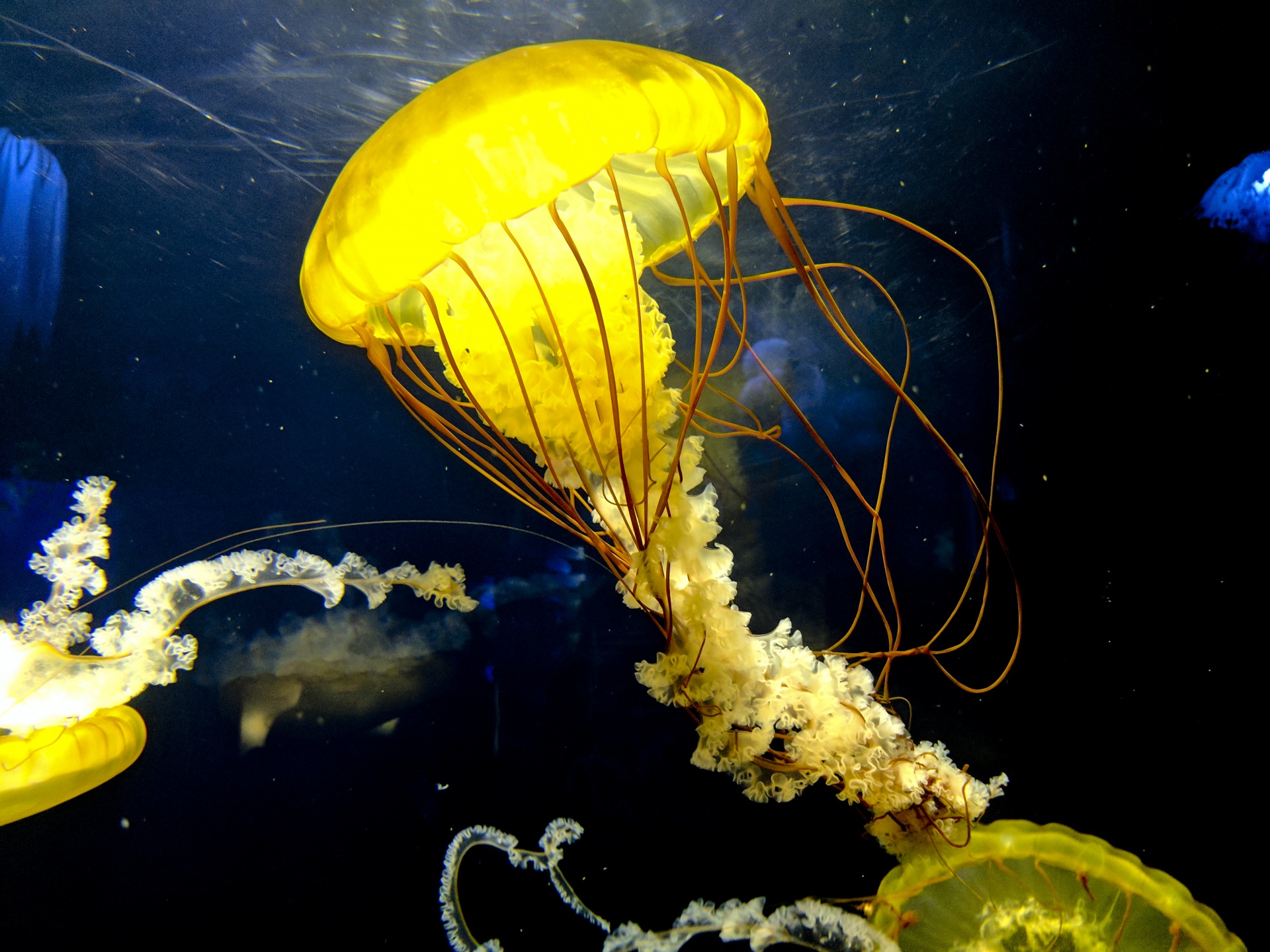 Las medusas de color amarillo