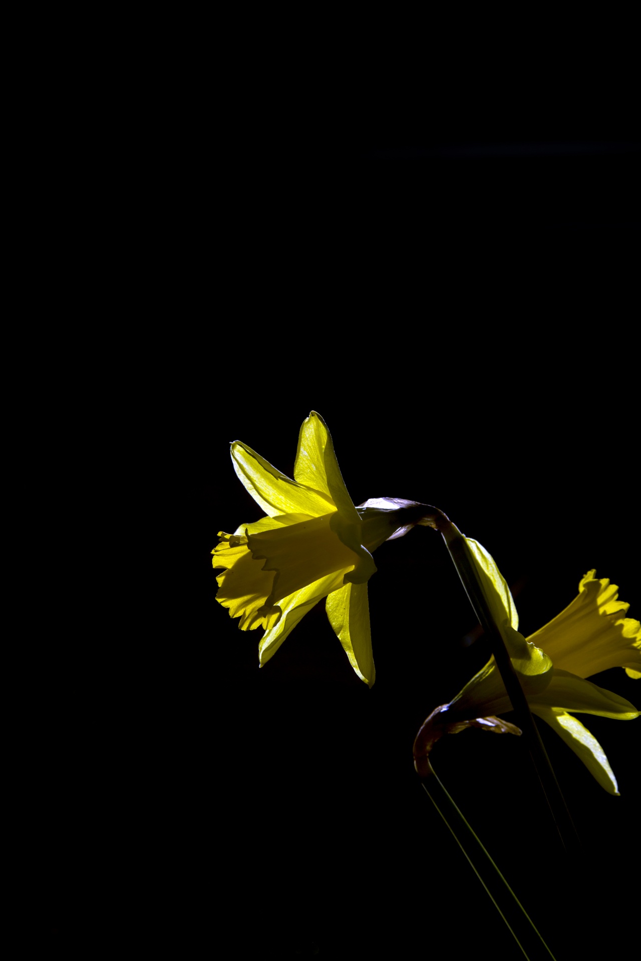 Narciso giallo