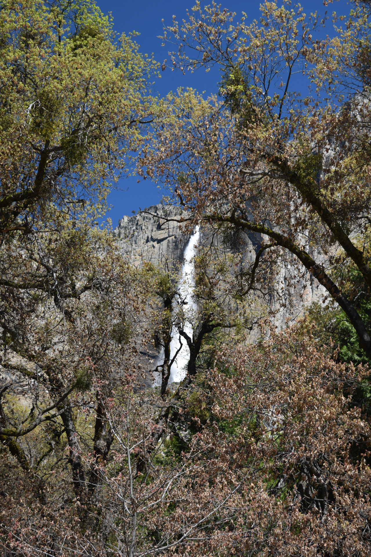 Yosemite-vízesés, kilátás a fák