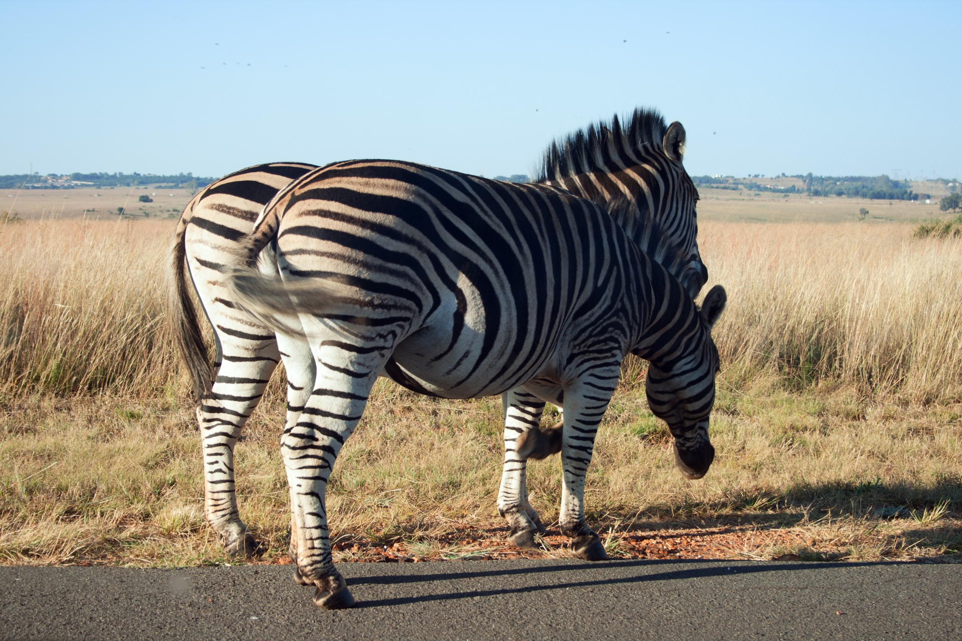 Par zebra para fora da estrada