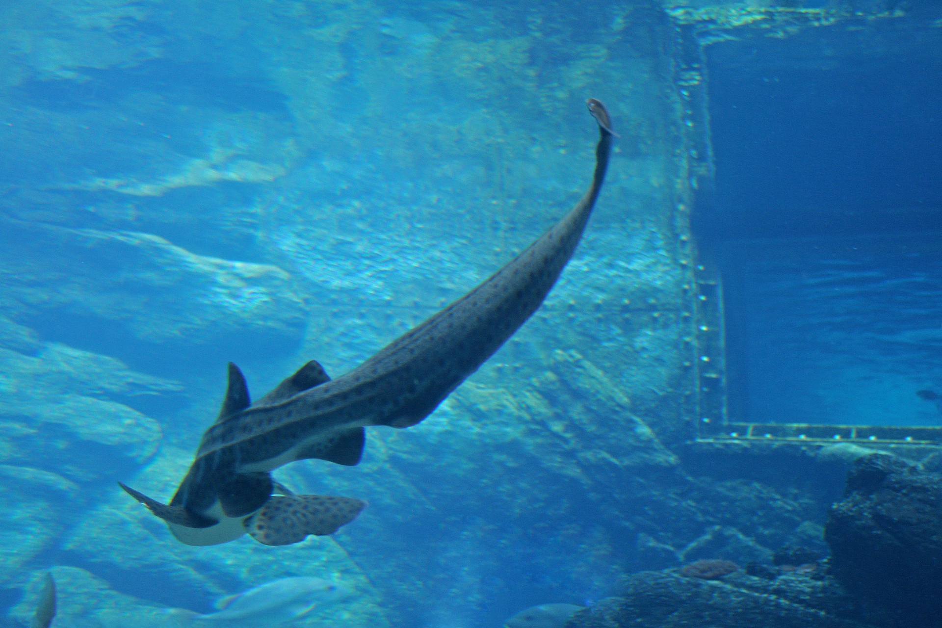 在水族馆豹纹鲨