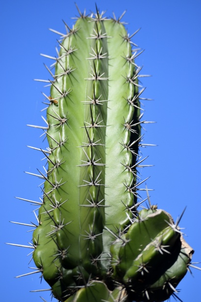Cactus Plant Foto gratuita - Public Domain Pictures