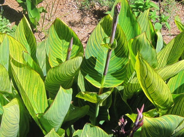Canna Leaves With Yellow Stripes Free Stock Photo - Public Domain Pictures