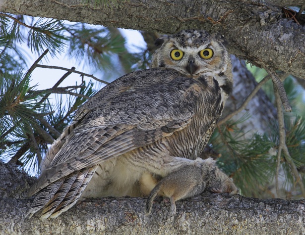 Great Horned Owl Free Stock Photo - Public Domain Pictures