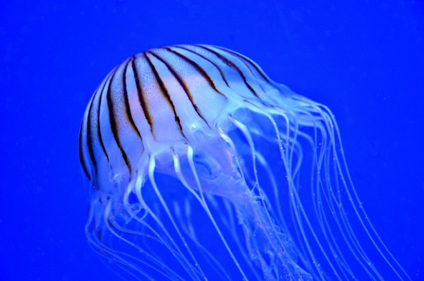 Jellyfish Free Stock Photo - Public Domain Pictures