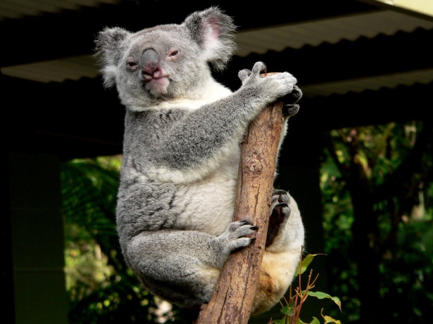 Medvídek koala Stock Fotka zdarma - Public Domain Pictures