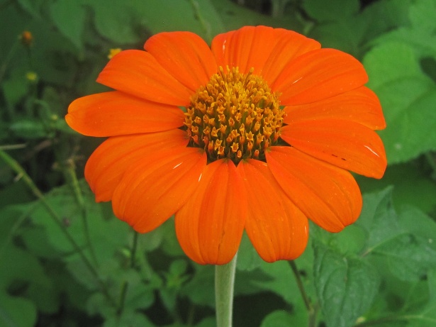Flor salvaje naranja Stock de Foto gratis - Public Domain Pictures