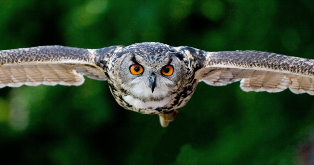 Owl, Bird, Animal, Wings Free Stock Photo - Public Domain Pictures