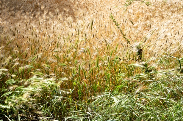 Yellow Grass Background Free Stock Photo - Public Domain Pictures