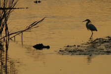 Alligatore e Egret
