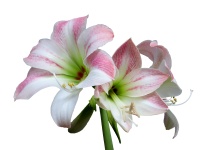 Amaryllis Flower Izolat
