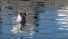 Baby Gull in Lake